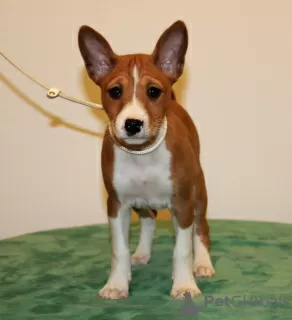 Dodatkowe zdjęcia: Puppy Basenji FCI