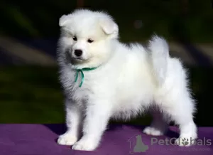 Zdjęcie №3. Sprzedam szczenięta rasy Samoyed. Federacja Rosyjska