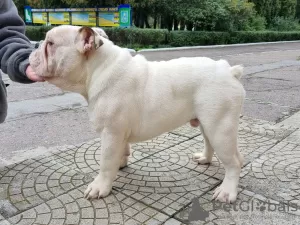 Dodatkowe zdjęcia: Bulldog Angielski