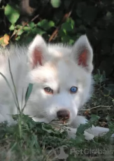 Dodatkowe zdjęcia: szczeniaki husky w wieku 2 miesięcy