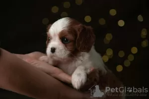 Zdjęcie №3. Szczeniaki Cavalier King Charles Spaniel. Finlandia