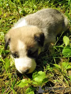 Zdjęcie №3. Szczenięta po Labradorze i Łajce. Ukraina