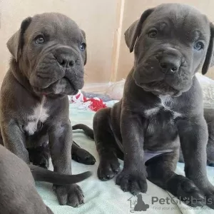 Dodatkowe zdjęcia: Szczenięta Cane Corso