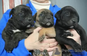 Dodatkowe zdjęcia: Szczenięta Cane Corso