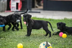 Zdjęcie №4. Sprzedam cane corso w Loznica. hodowca - cena - negocjowane