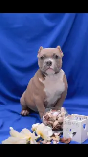 Zdjęcie №2 do zapowiedźy № 1821 na sprzedaż  american bully - wkupić się Federacja Rosyjska od żłobka, hodowca