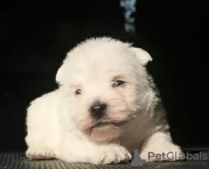 Dodatkowe zdjęcia: Szczenięta rasy West Highland White Terrier, dziewczynki