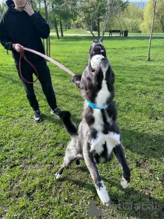 Dodatkowe zdjęcia: Przystojny mieszaniec husky Cosmos szuka domu!