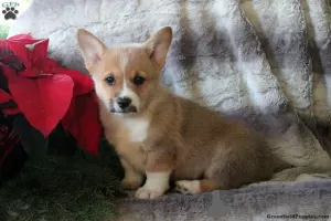 Zdjęcie №2 do zapowiedźy № 63527 na sprzedaż  welsh corgi - wkupić się USA 