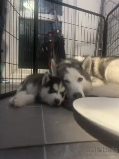 Dodatkowe zdjęcia: Sprzedam urocze szczenięta Siberian Husky