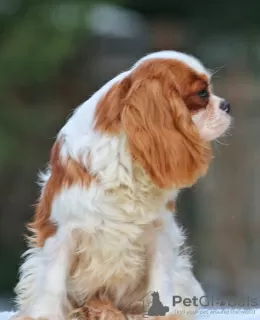 Zdjęcie №3. Szczeniak Cavalier King Charles Spaniel. USA