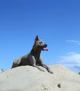 Zdjęcie №4. Sprzedam thai ridgeback w Viimsi. prywatne ogłoszenie, od żłobka, hodowca - cena - 6397zł