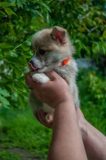 Zdjęcie №2 do zapowiedźy № 6911 na sprzedaż  welsh corgi - wkupić się Ukraina hodowca