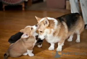 Zdjęcie №1. welsh corgi - na sprzedaż w Бохум | 718zł | Zapowiedź №129406