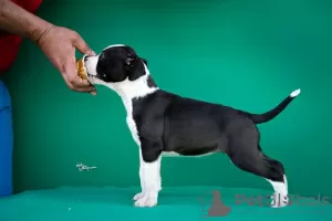 Dodatkowe zdjęcia: Amerykański Staffordshire Terrier