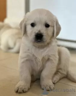 Zdjęcie №1. golden retriever - na sprzedaż w Dushanbe | negocjowane | Zapowiedź №49957