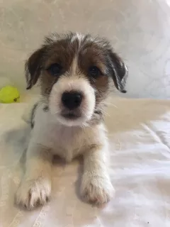 Zdjęcie №3. Szczenięta Jack Russell Terrier czekają na swoich rodziców. Federacja Rosyjska