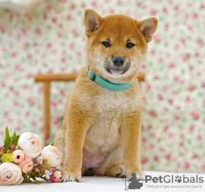 Dodatkowe zdjęcia: Shiba Inu. Szczenięta