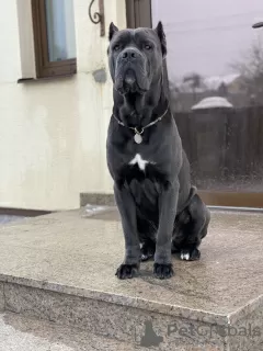 Zdjęcie №1. Usługi krycia - rasa: cane corso. Cena - negocjowane