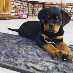 Zdjęcie №1. rottweiler - na sprzedaż w Leverkusen | negocjowane | Zapowiedź №13091