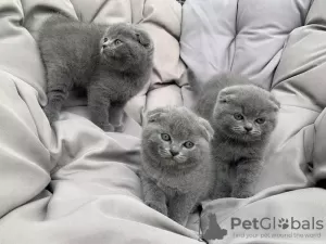 Zdjęcie №1. scottish fold - na sprzedaż w Tongeren | Bezpłatny | Zapowiedź № 127763