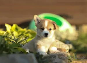 Dodatkowe zdjęcia: Szczeniaki Welsh Corgi Pembroke