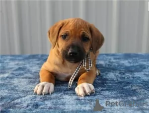 Zdjęcie №1. rhodesian ridgeback - na sprzedaż w Bonn | negocjowane | Zapowiedź №103078