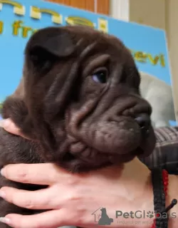 Dodatkowe zdjęcia: Szczeniaki Shar Pei