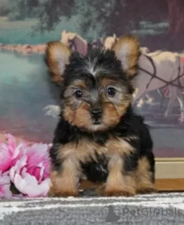 Zdjęcie №2 do zapowiedźy № 87012 na sprzedaż  yorkshire terrier - wkupić się USA prywatne ogłoszenie, ze schronu