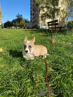 Dodatkowe zdjęcia: Welpen von Corgi