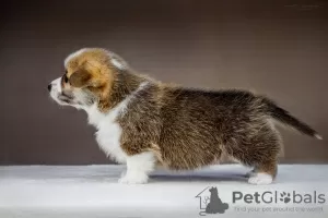 Dodatkowe zdjęcia: Wspaniałe szczenięta Pembroke Welsh Corgi