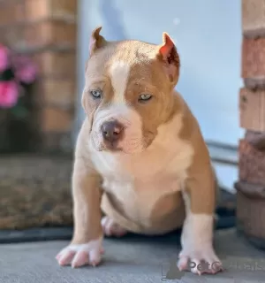 Zdjęcie №1. american bully - na sprzedaż w Helsinki | 2930zł | Zapowiedź №105821