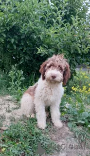 Dodatkowe zdjęcia: Rasowe szczenięta Lagotto Romagnolo