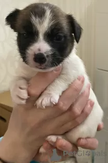 Dodatkowe zdjęcia: Cudowne szczenięta Jack Russell Terrier szukają domu i troskliwych właścicieli!