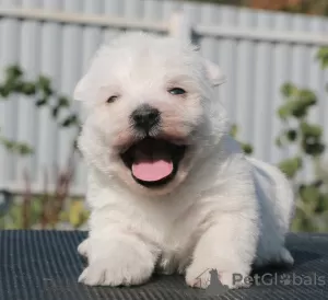 Zdjęcie №1. west highland white terrier - na sprzedaż w Москва | 5157zł | Zapowiedź №70811