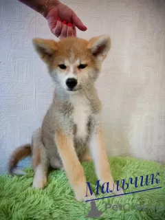 Dodatkowe zdjęcia: Akita Inu