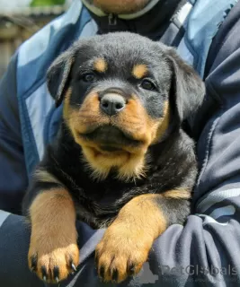 Zdjęcie №4. Sprzedam rottweiler w Калинковичи. od żłobka - cena - 4186zł