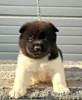 Dodatkowe zdjęcia: Akita amerykańska, dostępne szczenięta