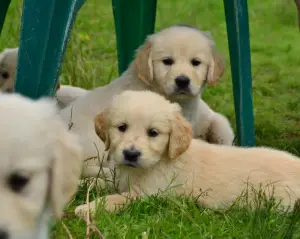 Zdjęcie №3. Szczenięta Golden Golden Retriever. Federacja Rosyjska