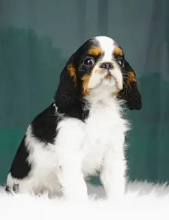 Zdjęcie №3. King Charles Spaniel. Estonia