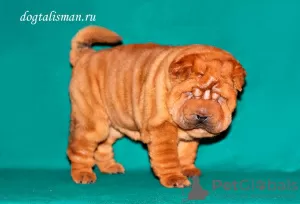 Dodatkowe zdjęcia: Szczenięta Shar Pei