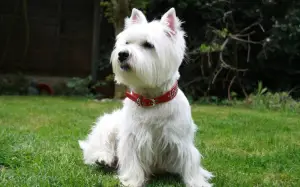 Zdjęcie №4. Sprzedam west highland white terrier w Kijów. od żłobka, hodowca - cena - 1925zł