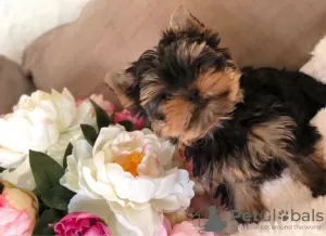 Zdjęcie №2 do zapowiedźy № 23725 na sprzedaż  yorkshire terrier - wkupić się Niemcy 