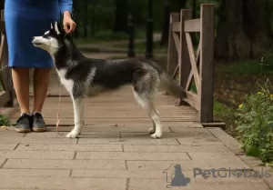 Dodatkowe zdjęcia: Szczenięta husky syberyjskie