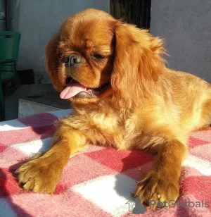 Zdjęcie №2 do zapowiedźy № 7787 na sprzedaż  cavalier king charles spaniel - wkupić się Ukraina prywatne ogłoszenie, od żłobka