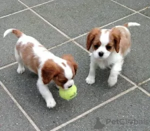 Zdjęcie №1. cavalier king charles spaniel - na sprzedaż w Ylivieska | Bezpłatny | Zapowiedź №129434