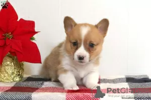 Zdjęcie №3. Szczenięta KC Pembroke Corgi 1(281)698-7719. USA