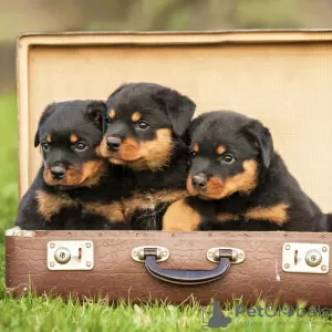 Zdjęcie №1. rottweiler - na sprzedaż w Pueblo | 2033zł | Zapowiedź №129564