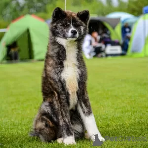 Zdjęcie №3. Japońska dziewczyna Akita Inu. Białoruś