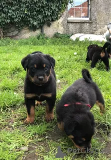 Zdjęcie №3. KC Rottweiler Welpen stehen zum Verkauf.. Niemcy